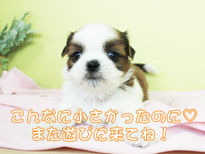 仲間が増えました＆新しい家族が決まりました♪